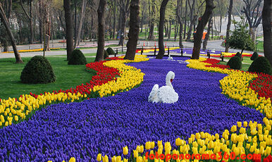 LALE FESTİVALİ EMİRGAN KORUSU-PİERRE LOTİ-EYÜP SULTAN-EMİNÖNÜ