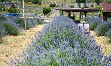 ISPARTA LAVANTA FESTİVALİ-SALDA GÖLÜ VE PAMUKKALE TURU