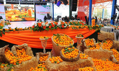 SEFERİHİSAR MANDALİNA FESTİVALİ