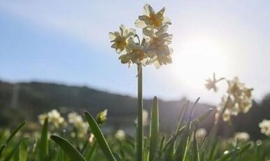 KARABURUN NERGİS FESTİVALİ