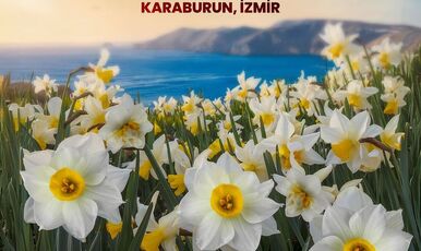 KARABURUN NERGİS FESTİVALİ