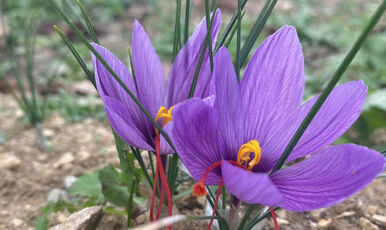 SAFRANBOLU AMASRA TURU 