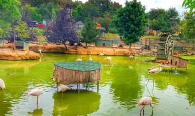 POLONEZKÖY-ŞİLE-AĞVA